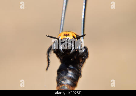Megascolia maculata. Il mammoth wasp. wasp su scola pinzette gigante. Foto Stock