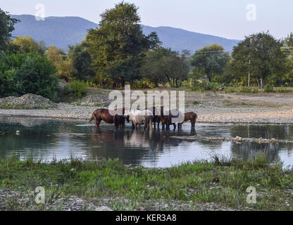 Cavalli a piedi in linea con un restringimento di fiume. La vita di cavalli. Foto Stock