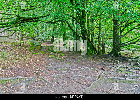 Grandi alberi di spargimento a Glendalough in Wicklow National Forest park Foto Stock