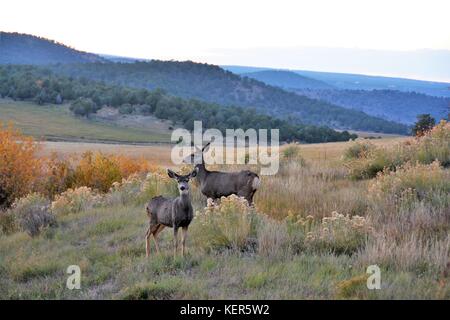 Western mule deer Foto Stock