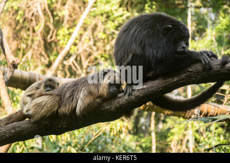 Nero scimmia urlatrice famiglia (Alouatta caraya) su un ramo. Riserva Guiraoga, Iguazu, Argentina, Sud America Foto Stock
