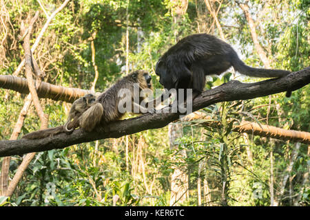 Nero scimmia urlatrice famiglia (Alouatta caraya) su un ramo. Riserva Guiraoga, Iguazu, Argentina, Sud America Foto Stock