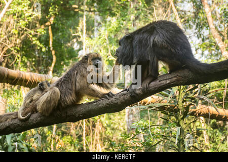 Nero scimmia urlatrice famiglia (Alouatta caraya) su un ramo. Riserva Guiraoga, Iguazu, Argentina, Sud America Foto Stock