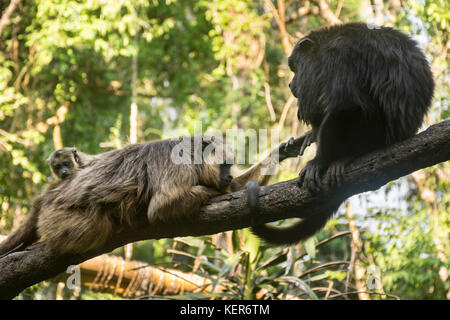 Nero scimmia urlatrice famiglia (Alouatta caraya) su un ramo. Riserva Guiraoga, Iguazu, Argentina, Sud America Foto Stock