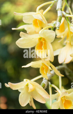 Giallo Dendrobium Orchid in fiore Foto Stock