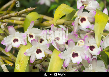 Dendrobium nobile mauve in fiore Foto Stock