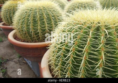 Verde rotondo cactus cresce nella pentola Foto Stock