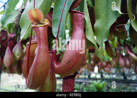 Tropical pianta brocca questa pianta è un carnivoro e mangia insetti Foto Stock