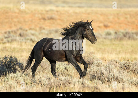 mustang selvaggio nel Wyoming al galoppo Foto Stock