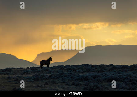 Il mustang selvatici in wyoming Foto Stock