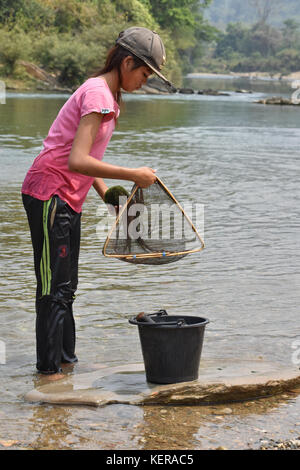 La donna la mietitura del Fiume Mekong Moss, una prelibatezza locale in Laos Foto Stock