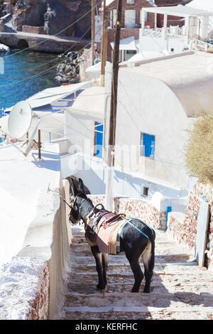 Asino che funziona come i taxi turistici dell'isola di Santorini, cicladi grecia. Foto Stock
