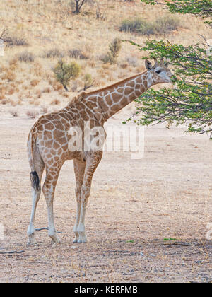 Un giovane giraffa nel kgalagadi parco transfrontaliero, situato nel deserto del Kalahari che scavalca il Sud Africa e il Botswana. Foto Stock