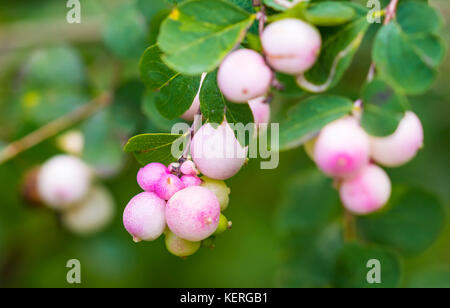 Symphoricarpos albus (Comune Snowberry) impianto con bacche di rosa che cresce in tarda estate nel West Sussex, in Inghilterra, Regno Unito. Foto Stock