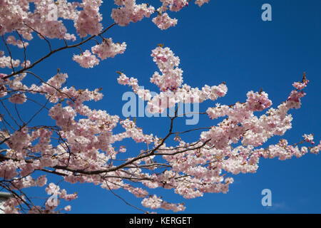 CHERRY TREES BLOOM 2017 Foto Stock