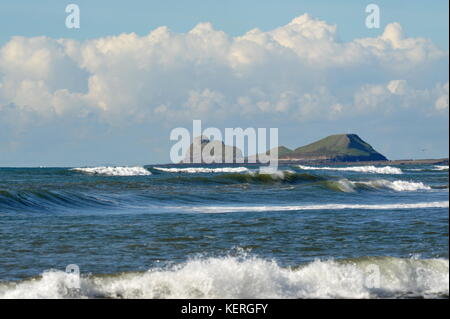 Worm testa da caldaie reef sud Gower Foto Stock