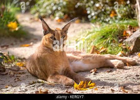 Caracal in appoggio in una radura Foto Stock