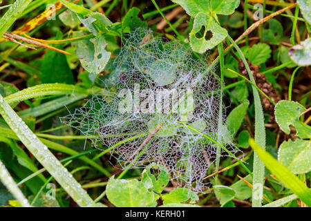 Gocce di rugiada su un web frame completo colpo di Wet Spider Web Foto Stock