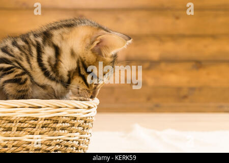 Striped gattino seduto in un cesto di vimini e guardando al lato su una parete in legno sfondo Foto Stock