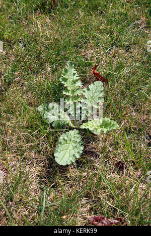 SENCIO JACOBAEA. Comune rosetta erba tossica Foto Stock