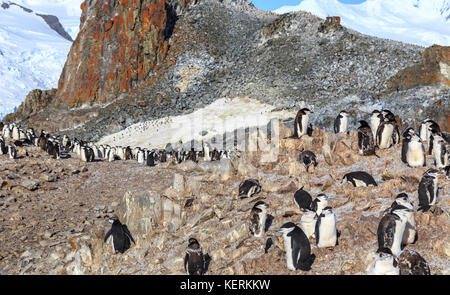 Pinguini chinstrap familiari raccolta sulle rocce, Half Moon Island, antartico Foto Stock