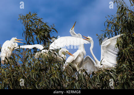 Airone bianco maggiore alimentazione principale nidiacei nella Laguna de Santa Rosa, California Foto Stock