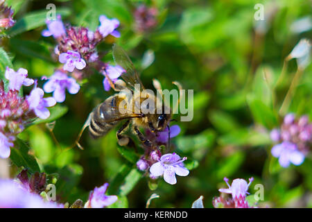 La bee si siede su un imporpori fiore di timo. close-up Foto Stock