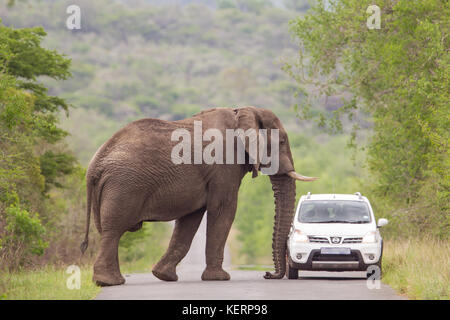 Una savana africana elephant diventa troppo stretta per il comfort a turisti in una piccola auto, la Hluhluwe Game Reserve, sud africa Foto Stock