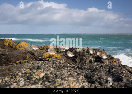 Dunlin; Calidris alpina gregge su rocce St Ives; Cornovaglia; UK Foto Stock