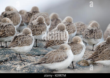 Dunlin; Calidris alpina flock a Roost St Ives; Cornovaglia; Regno Unito Foto Stock