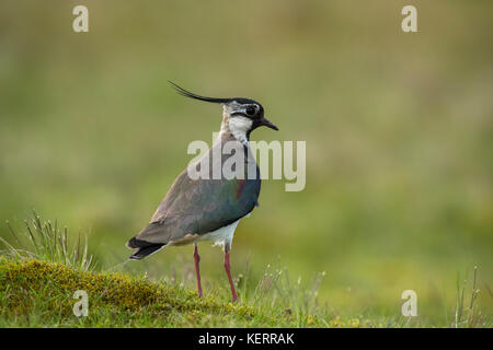 Lapping;Vanellus vanellus singolo ritratto Lancashire; UK Foto Stock
