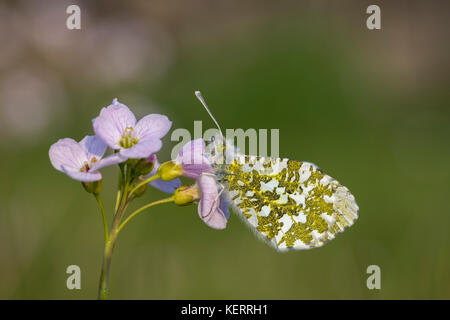 Punta arancione farfalla; Anthocharis cardamines singolo; femmina sono ' appollaiati su fiore cucù Lancashire, Regno Unito Foto Stock
