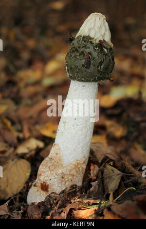 Comune di Fallo Stinkhorn impundicus Foto Stock