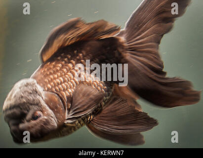 Oranda pesci rossi Foto Stock