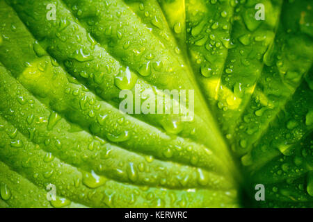 Close-up di hosta verde foglia vegetale con rugiada di mattina Foto Stock