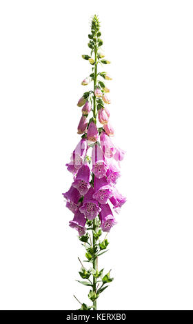 Tagliare le immagini di foxglove ‎Digitalis purpurea Foto Stock