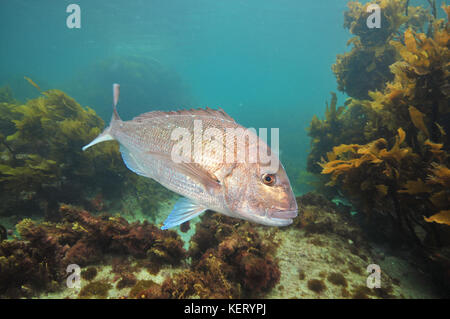 Big australasian snapper pagrus auratus girando a destra nella parte anteriore della fotocamera. Foto Stock