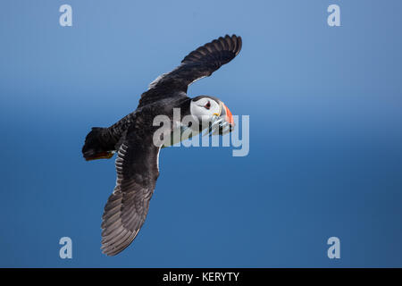 Puffin (Fratercula arctica) con il boccone di cicerelli in volo, North East England, Regno Unito Foto Stock