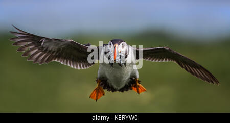 Puffin (Fratercula arctica) con il boccone di cicerelli in volo, North East England, Regno Unito Foto Stock