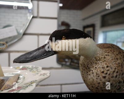 Un anatra ripiene Foto Stock