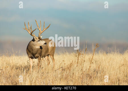 Dimensioni trophy Mule Deer buck durante l'autunno rut Foto Stock