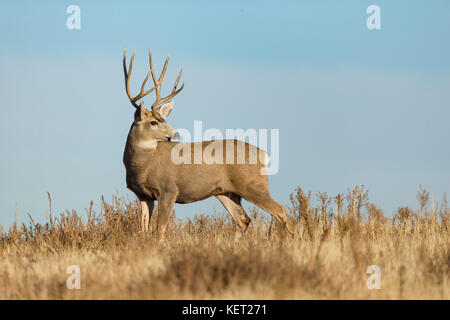 Mule Deer buck durante la routine Foto Stock