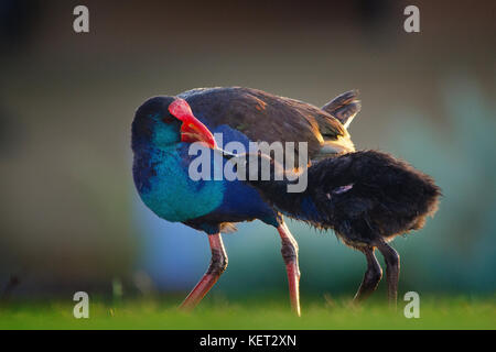 Purple swamp hen (Porphyrio porphyrio) alimentazione chick sulla riva del lago di Richmond, Australia occidentale Foto Stock