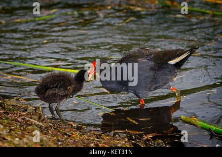 Purple swamp hen (Porphyrio porphyrio) alimentazione chick sulla riva del lago di Richmond, Australia occidentale Foto Stock