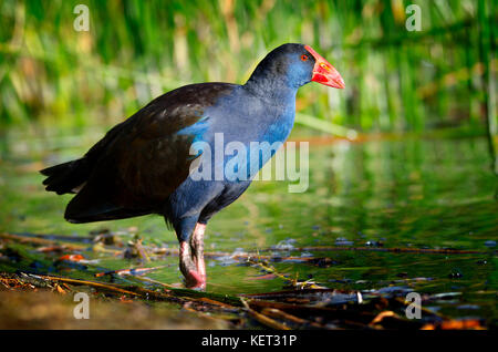 Purple swamp hen (Porphyrio porphyrio) rovistando nel reed sulla riva del lago di Richmond, Australia occidentale Foto Stock