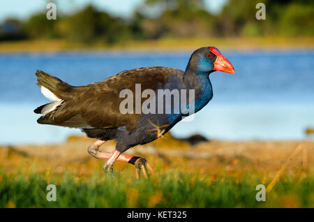 Purple swamp hen (Porphyrio porphyrio) passeggiate sulle rive del lago di Richmond, Australia occidentale Foto Stock