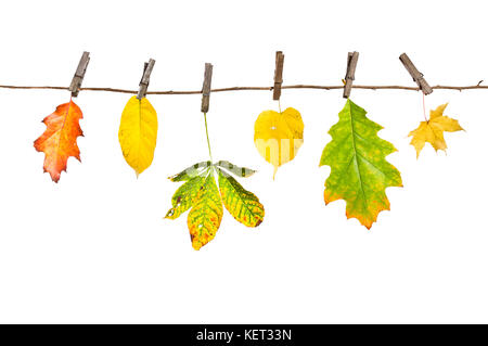 Astrazione. Fune con secchi Foglie di autunno su uno sfondo bianco. Foto Stock