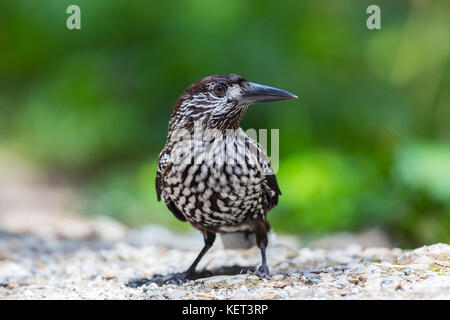 Ritratto di spotted schiaccianoci bird (Nucifraga caryocatactes) stando a terra Foto Stock