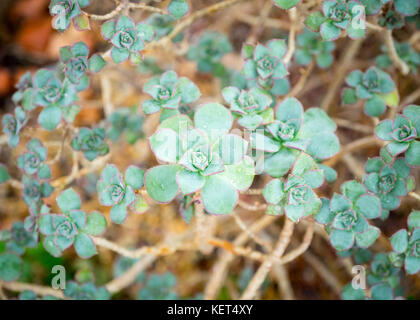 Aeonium haworthii 'kiwi' (aeonium kiwi girandola) piante succulente presso il conservatorio muttart in Edmonton, Alberta, Canada. Foto Stock