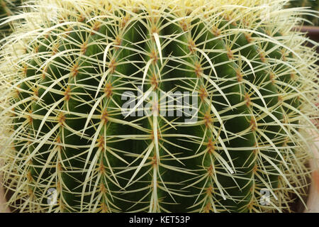 Verde rotondo cactus cresce nella pentola Foto Stock